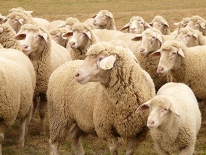 flock-of-sheep-49667_640